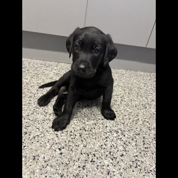Labrador Retriever - Both