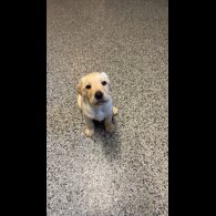 Labrador Retriever - Both