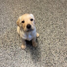 Labrador Retriever - Both