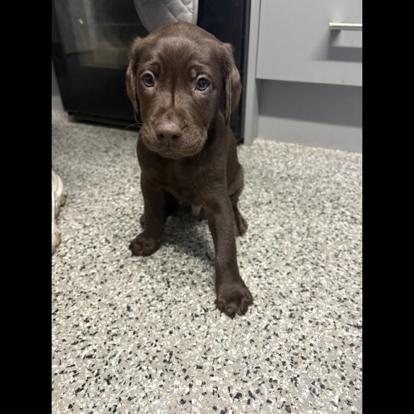 Labrador Retriever - Both