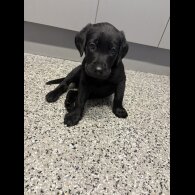Labrador Retriever - Both