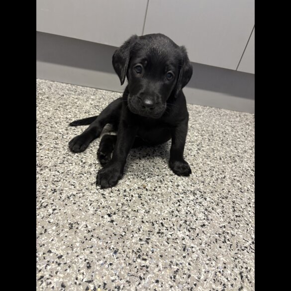 Labrador Retriever - Both