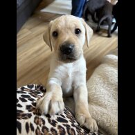 Labrador Retriever - Both