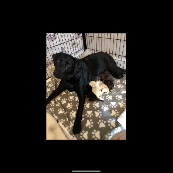 Labrador Retriever - Both