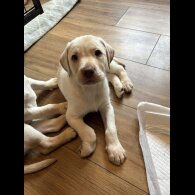 Labrador Retriever - Both