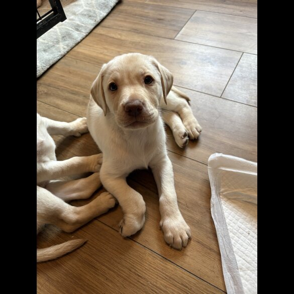 Labrador Retriever - Both
