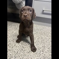 Labrador Retriever - Both