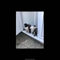 Labrador Retriever - Both
