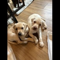 Labrador Retriever - Both