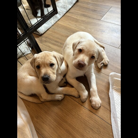 Labrador Retriever - Both