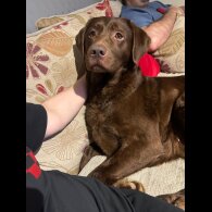 Labrador Retriever - Both