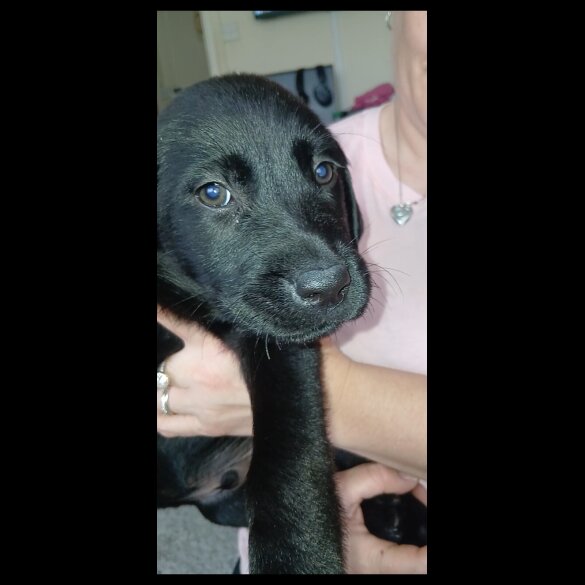 Labrador Retriever - Both