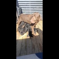 Labrador Retriever - Both