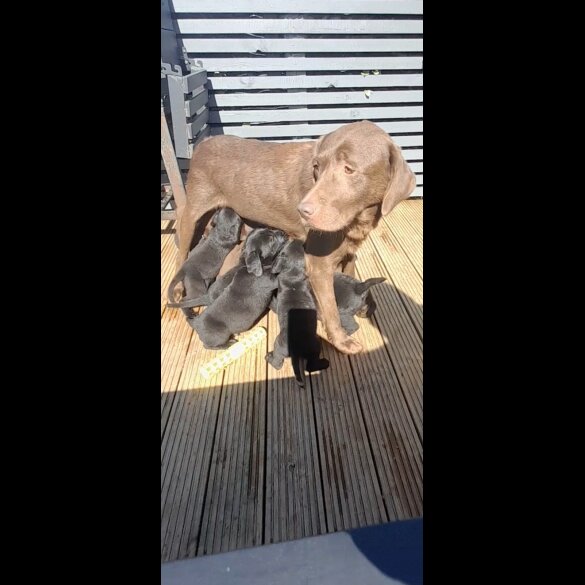 Labrador Retriever - Both