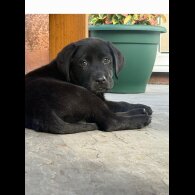 Labrador Retriever - Both