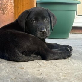 Labrador Retriever - Both