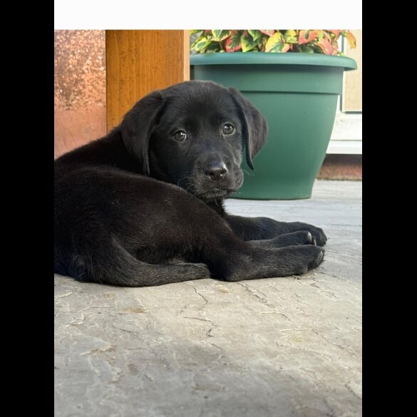 Labrador Retriever - Both