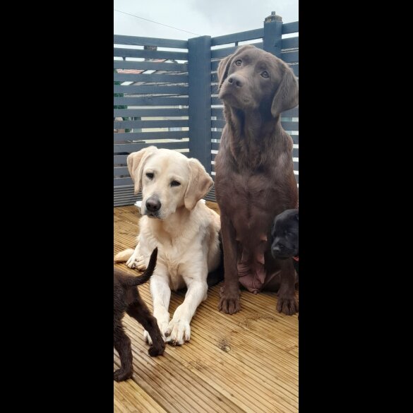 Labrador Retriever - Both