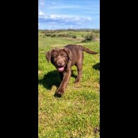 Labrador Retriever - Both