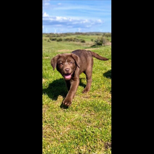 Labrador Retriever - Both