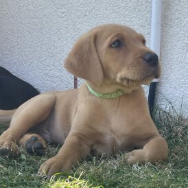 Labrador Retriever - Both