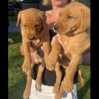 Labrador Retriever - Both