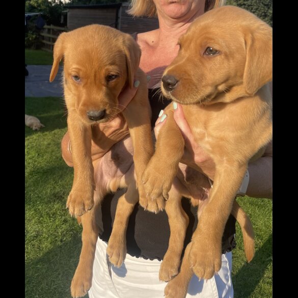 Labrador Retriever - Both