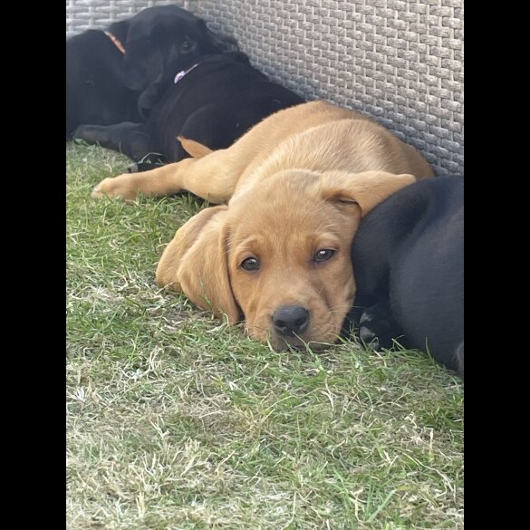 Labrador Retriever - Both