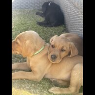 Labrador Retriever - Both