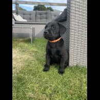 Labrador Retriever - Both
