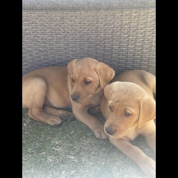 Labrador Retriever - Both