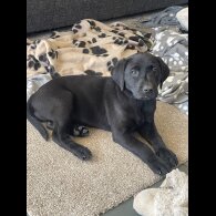 Labrador Retriever - Both