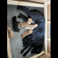 Labrador Retriever - Both