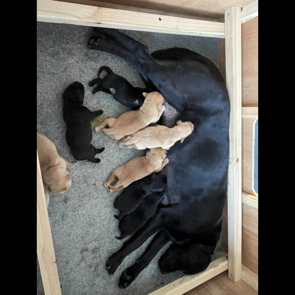 Labrador Retriever - Both