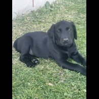 Labrador Retriever - Both