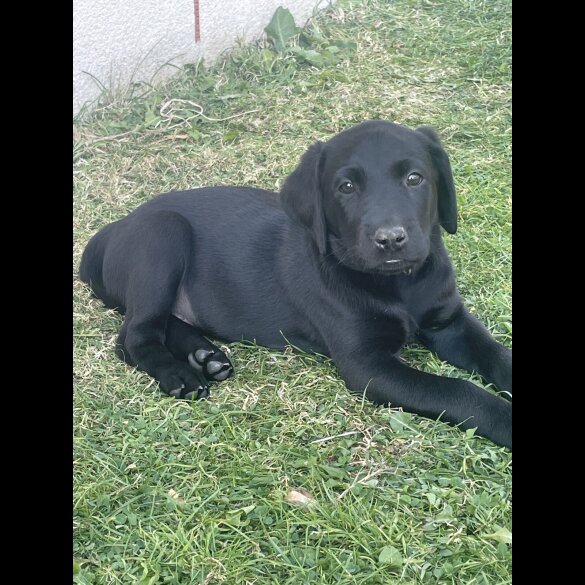 Labrador Retriever - Both