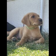 Labrador Retriever - Both