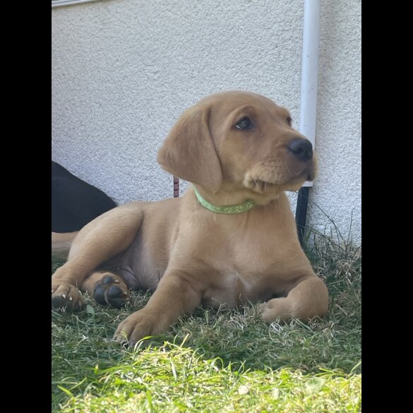 Labrador Retriever - Both