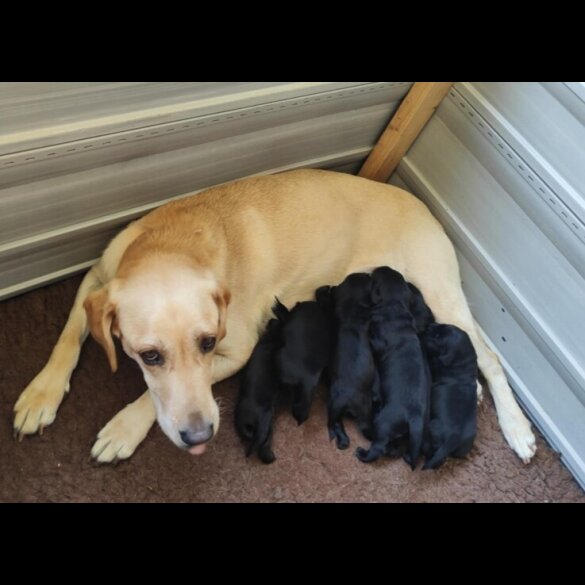 Labrador Retriever - Dogs