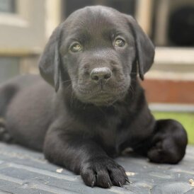 Labrador Retriever - Dogs