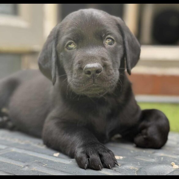 Labrador Retriever - Dogs