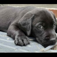 Labrador Retriever - Dogs