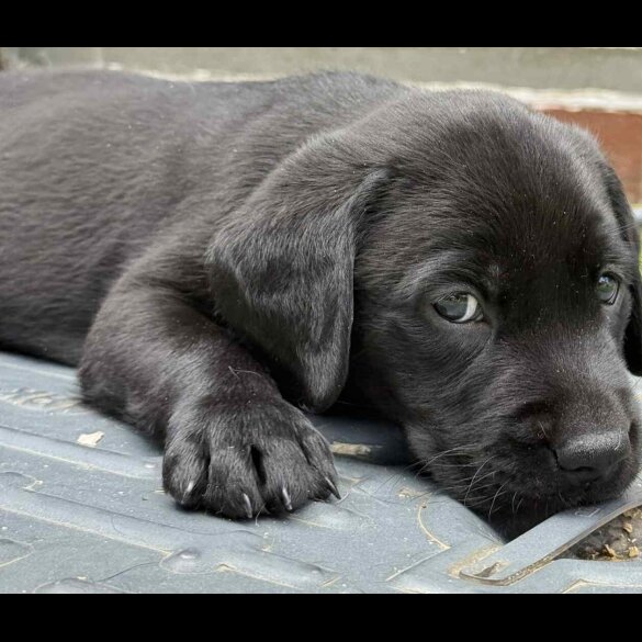 Labrador Retriever - Dogs