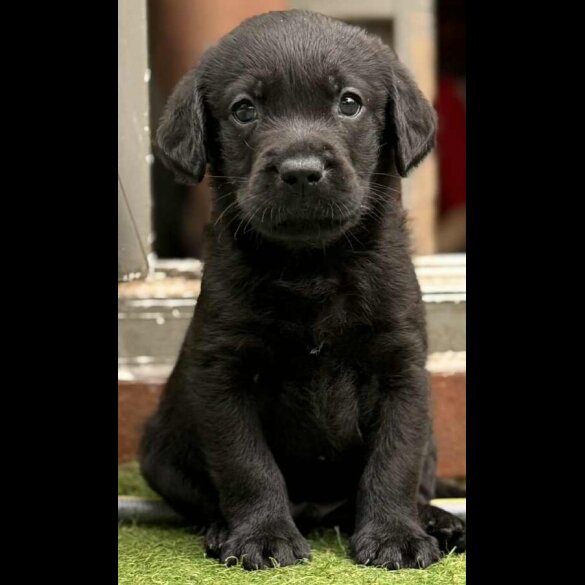 Labrador Retriever - Dogs