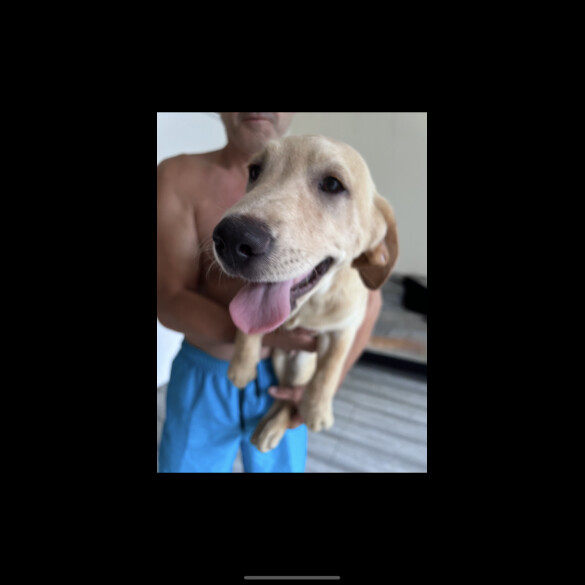 Labrador Retriever - Dogs