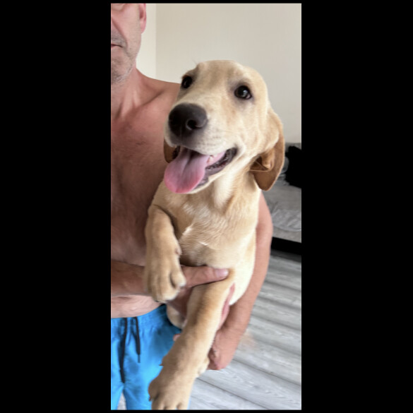 Labrador Retriever - Dogs