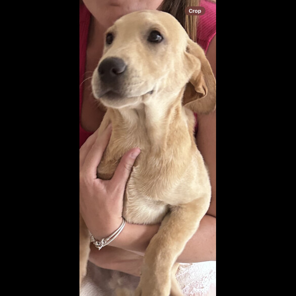 Labrador Retriever - Dogs