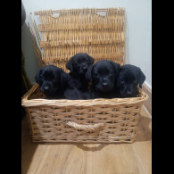 Labrador Retriever - Both