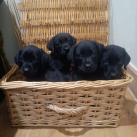 Labrador Retriever - Both