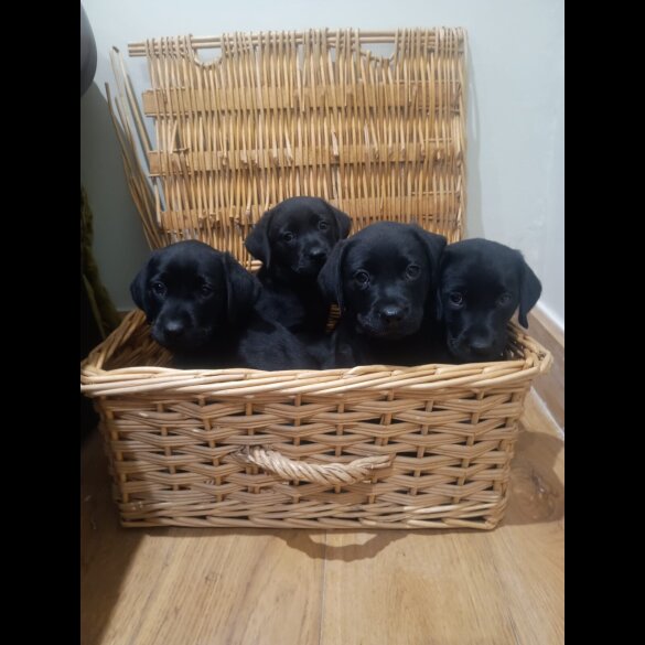 Labrador Retriever - Both